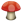 Flowers Mushroom
